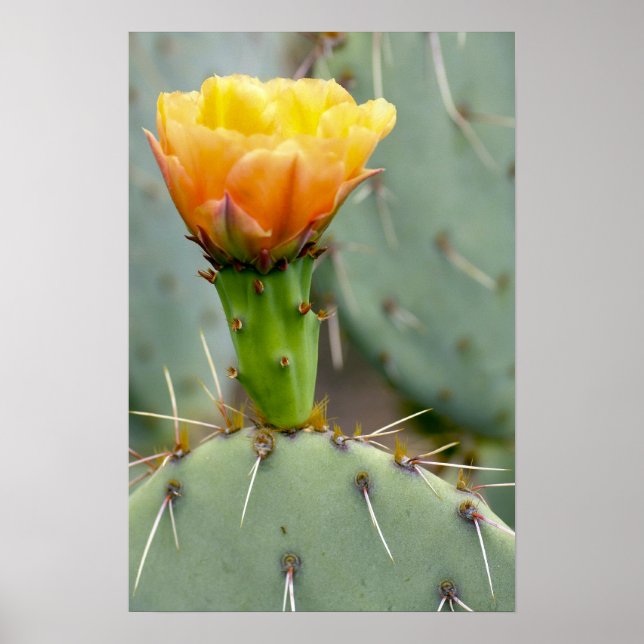 Pjöronkaktus och blomma poster (Framsidan)
