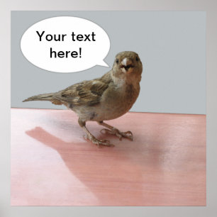 Pladdrande Sparrowaffisch Poster