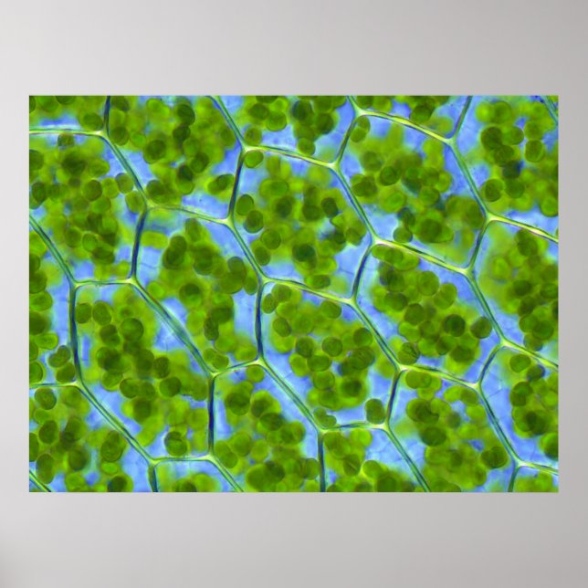 Plagiomnium Affine Plant Cells with Chloroplaster Poster (Framsidan)