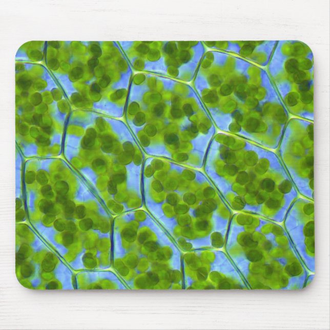 Plagiomnium Affine växtceller med Chloroplasts Musmatta (Framsidan)