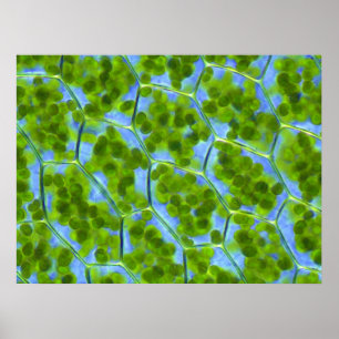 Plagiomnium Affine växtceller med Chloroplasts Poster