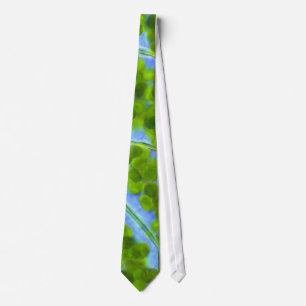 Plagiomnium Affine växtceller med Chloroplasts Slips