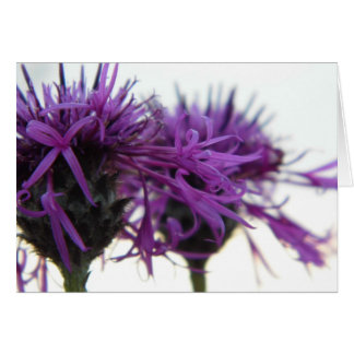 Plain Card - Thistle Hälsningskort