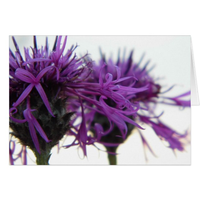 Plain Card - Thistle Hälsningskort (Framsidan Horizontal)
