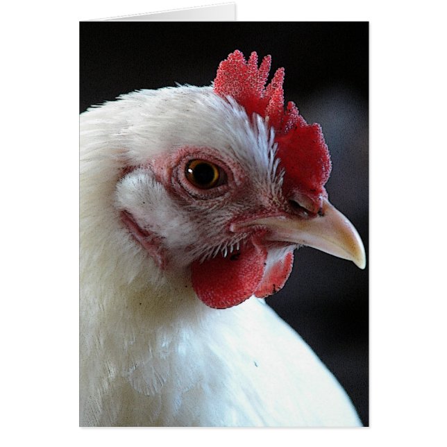 Plain Jane Hälsningskort (Framsidan)