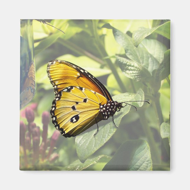 Plain Tiger Butterfly Magnet (Framsidan)