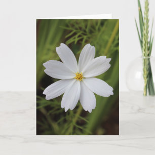 Plain White Beauty Kort