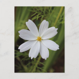 Plain White Beauty Vykort