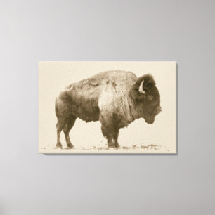 Plains Bison Canvastryck