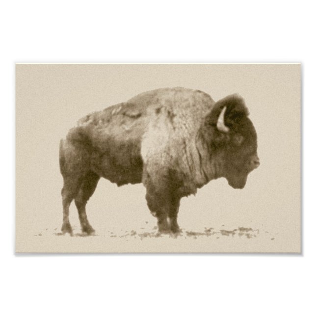 Plains Bison Fototryck (Framsidan)