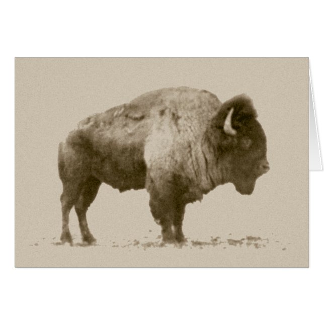 Plains Bison Hälsningskort (Framsidan Horizontal)