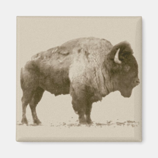 Plains Bison Magnet (Framsidan)
