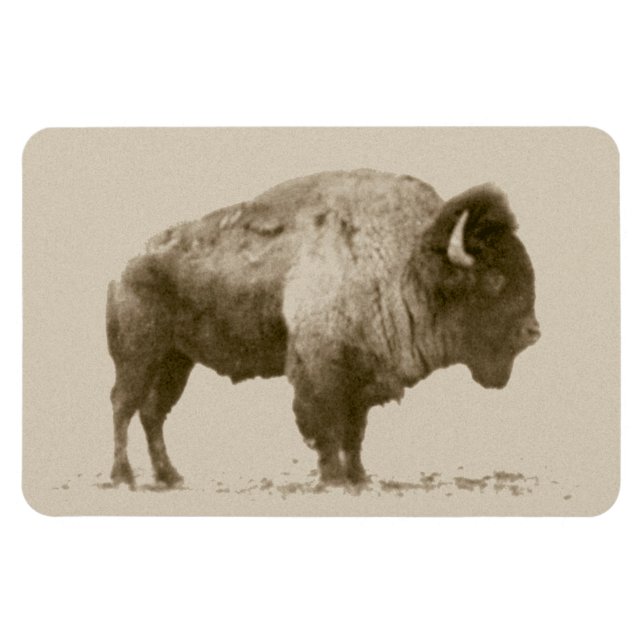 Plains Bison Magnet (Horisontell)