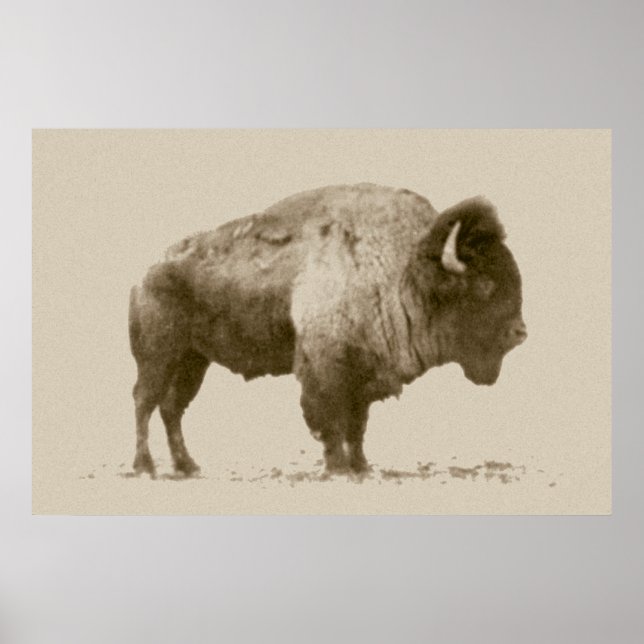 Plains Bison Poster (Framsidan)