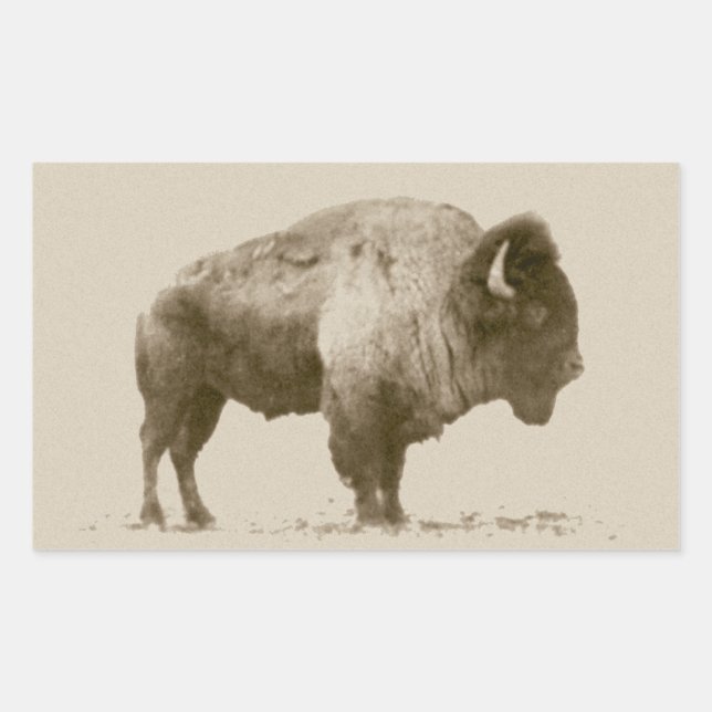 Plains Bison Rektangulärt Klistermärke (Framsida)