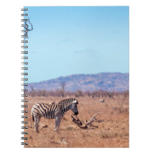 Plains zebra i nationalparken Kruger, södra Afrika Anteckningsbok