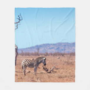 Plains zebra i nationalparken Kruger, södra Afrika Fleecefilt