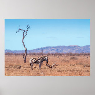 Plains zebra i nationalparken Kruger, södra Afrika Poster