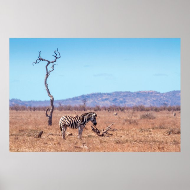 Plains zebra i nationalparken Kruger, södra Afrika Poster (Framsidan)