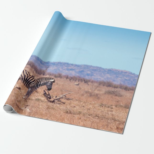 Plains zebra i nationalparken Kruger, södra Afrika Presentpapper (Utrullad)