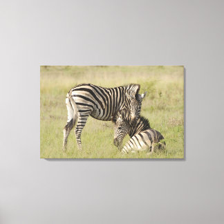 Plains Zebra-par (Equus quagga) som vilar på Canvastryck