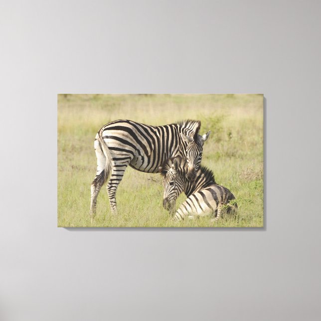 Plains Zebra-par (Equus quagga) som vilar på Canvastryck (Framsida)