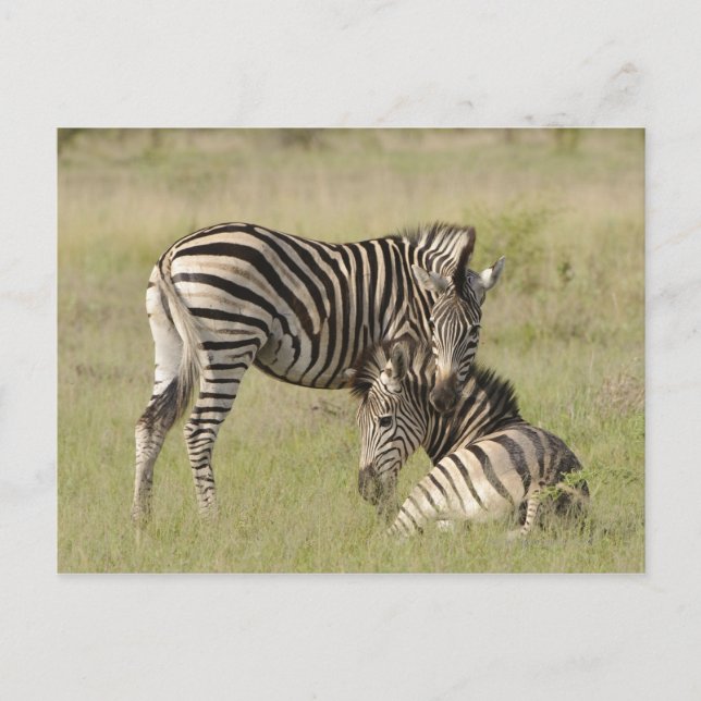 Plains Zebra-par (Equus quagga) som vilar på Vykort (Framsida)