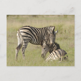 Plains Zebra-par (Equus quagga) som vilar på Vykort
