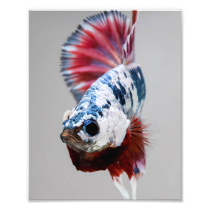 Plakat Betta fisk Fototryck