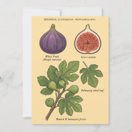 Planche Botanique Figue Ficus Carica  Inbjudningar
