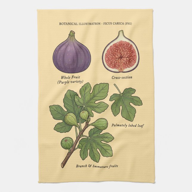 Planche Botanique Figue Ficus Carica  Kökshandduk (Vertikal)
