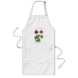 Planche Botanique Figue Ficus Carica  Långt Förkläde