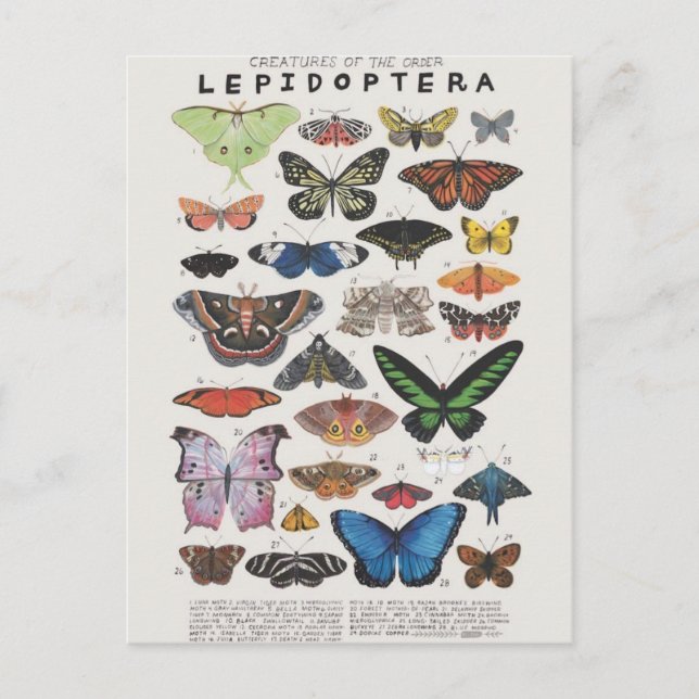 Planche papillon vykort (Framsida)