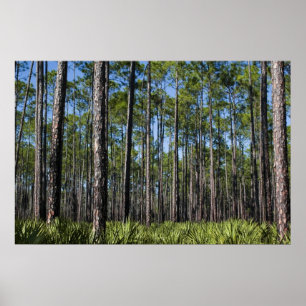 Planerat Gräs och Saw Palmetto Skriv ut Poster