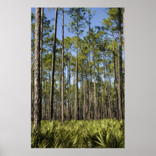 Planerat Gräs och Saw Palmettos Skriv ut Poster