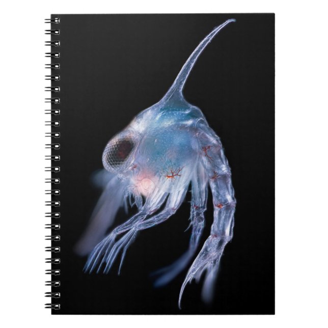 Planktonic skaldjur anteckningsbok (Framsidan)