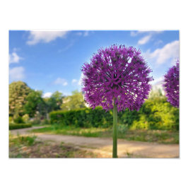 Plant Allium Photo Prints Fototryck