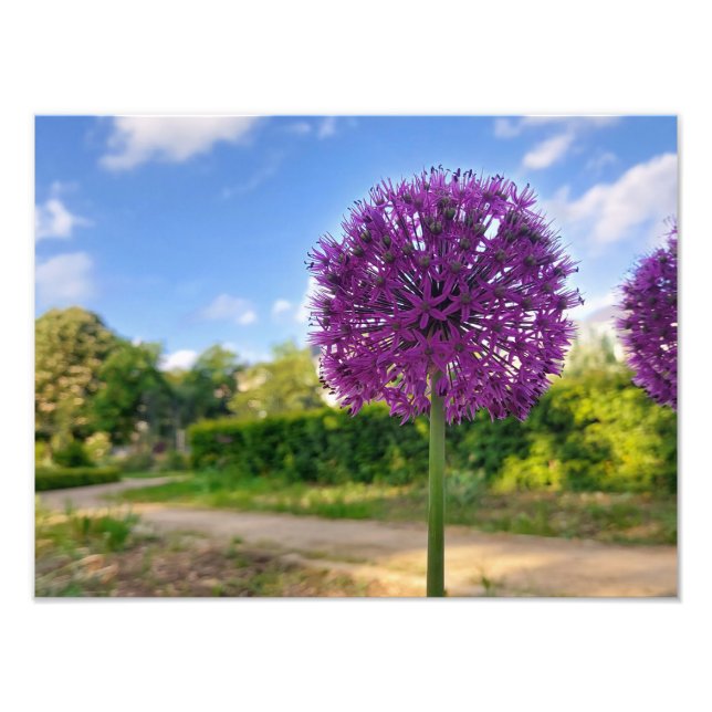 Plant Allium Photo Prints Fototryck (Framsidan)