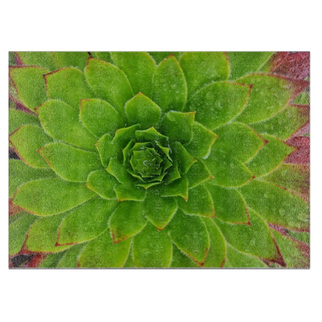 Plant Älskare Aeonium Magic (Framsidan)