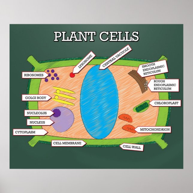 Plant Cells *UPDATED* Poster (Framsidan)