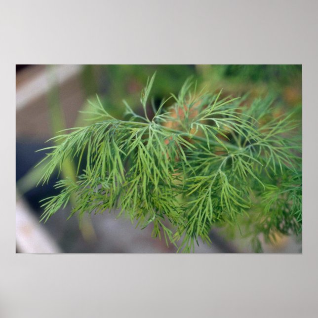 Plant Dill Poster (Framsidan)