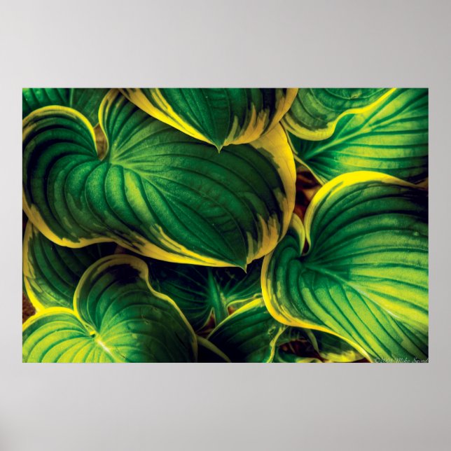Plant - Hosta Lövs Poster (Framsidan)