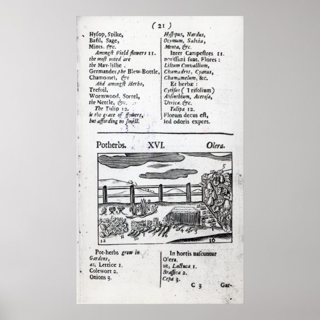 Plant Husbandry från Orbis sensualism pictus Poster (Framsidan)