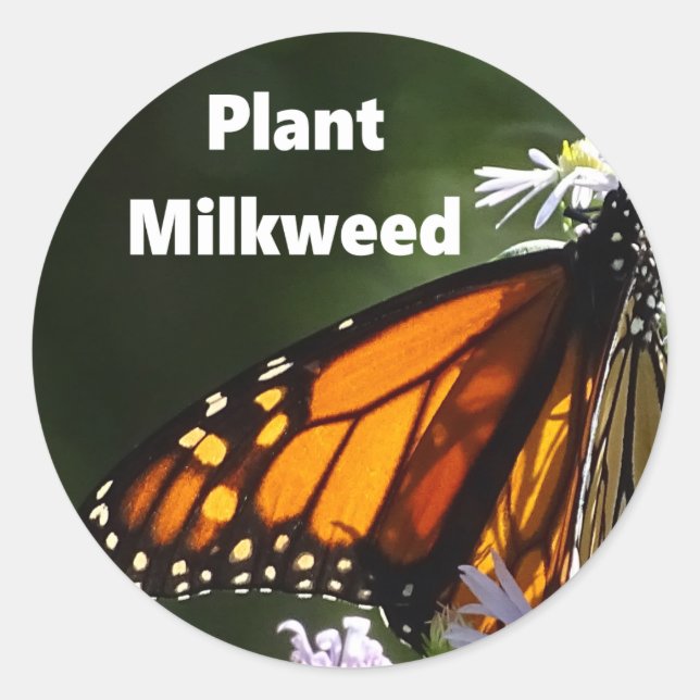 Plant Milkweed Runt Klistermärke (Framsida)