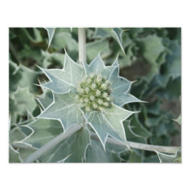 Plant Sea Summer Professionell Photo Papper (Satin Fototryck