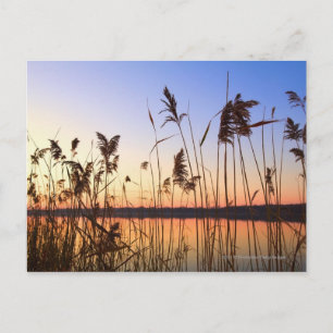 Plant Silhouette med Lakeside sunset Vykort