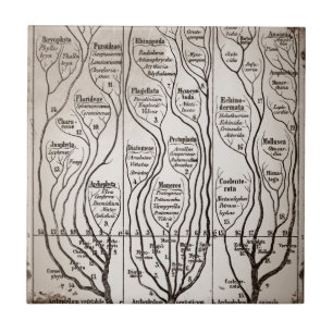 Plantae Protista Animalia Kakelplatta