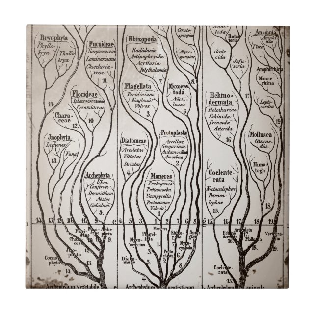 Plantae Protista Animalia Kakelplatta (Framsidan)
