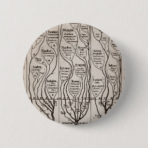Plantae Protista Animalia Knapp