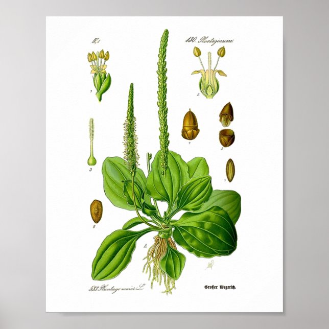 Plantain Edible Grönt Plants Herbal Folk Medicine Poster (Framsidan)